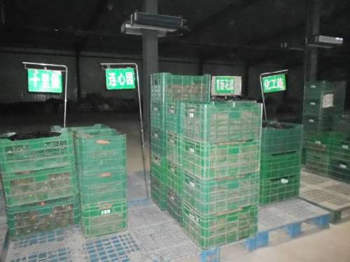 十八大后看河北：廊坊市固安縣蔬菜產(chǎn)業(yè)建設(shè)成果點(diǎn)擊