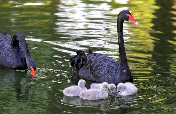 年終盤點：2012年出生的動物