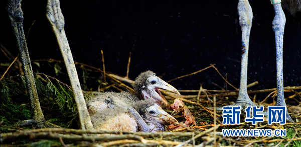 年終盤點：2012年出生的動物