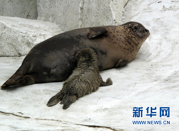 年終盤點：2012年出生的動物