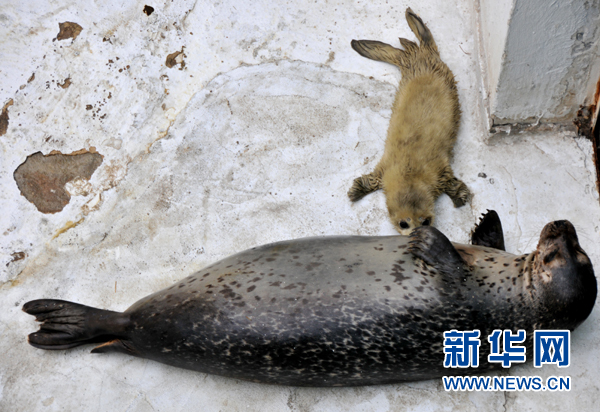 年終盤點：2012年出生的動物