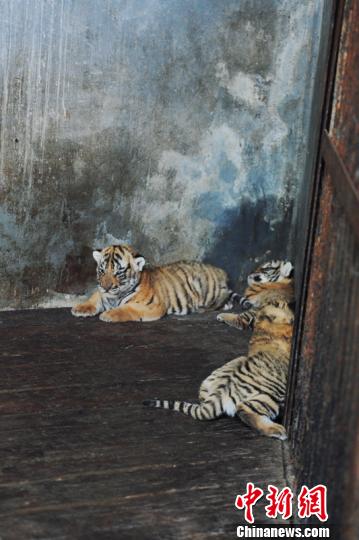 年終盤點：2012年出生的動物