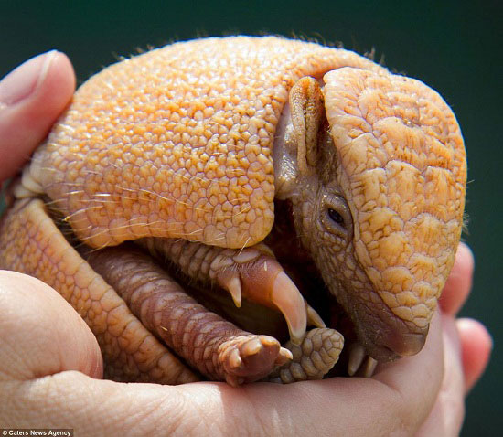 年終盤點(diǎn):2012年出生的動(dòng)物