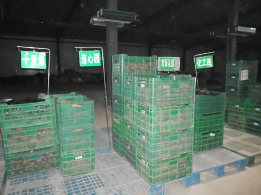 十八大后看河北:廊坊市固安縣蔬菜產業建設成果點擊