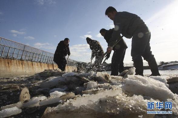 山東煙臺海豹灣 人工破冰呵護斑海豹