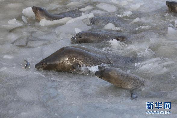 山東煙臺海豹灣 人工破冰呵護斑海豹
