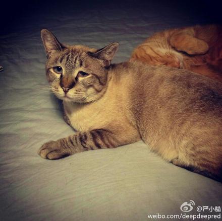 哭喪囧臉貓網(wǎng)絡(luò)走紅 苦大仇深窘態(tài)萌翻網(wǎng)友