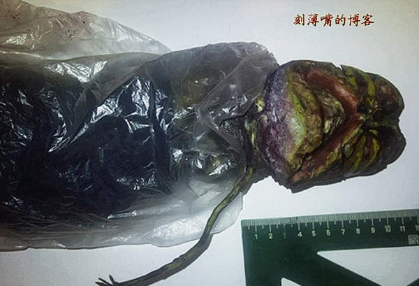 臺灣外星人疑造假 圖揭歷年神秘生物騙局
