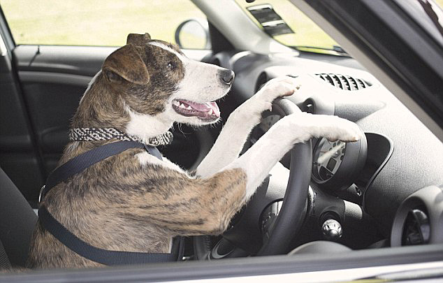 國外寵物狗駕車照集錦搞笑風趣