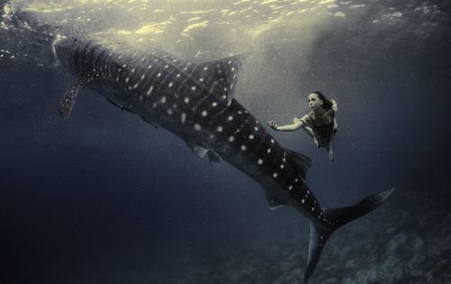 海底視覺盛宴：超模與鯊魚驚艷共舞