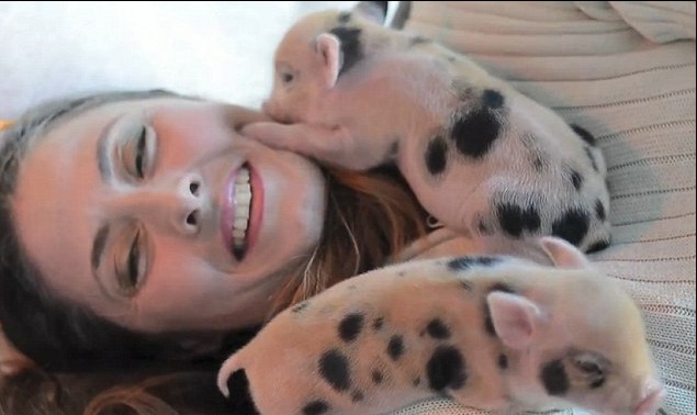 美婦女養40頭寵物豬惹鄰居不滿 被勒令限期移走