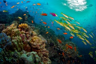 《大堡礁》:走近奇妙的“珊瑚城堡”