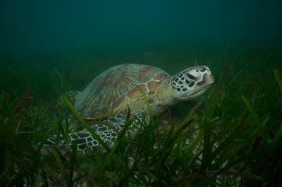 《大堡礁》:走近奇妙的“珊瑚城堡”