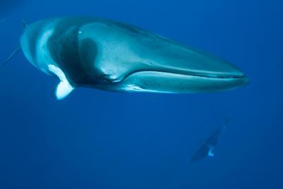 《大堡礁》:走近奇妙的“珊瑚城堡”