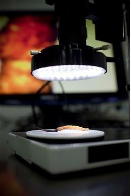 從質(zhì)疑到感動(dòng)：打假斗士的極草之旅