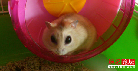 蛇精引發PS熱潮 全民惡搞掀高潮