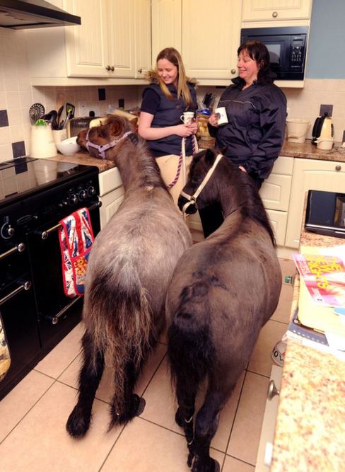 小馬被寵壞 與主人同住室內、愛看電視(組圖)