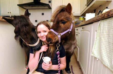 小馬被寵壞 與主人同住室內、愛看電視(組圖)