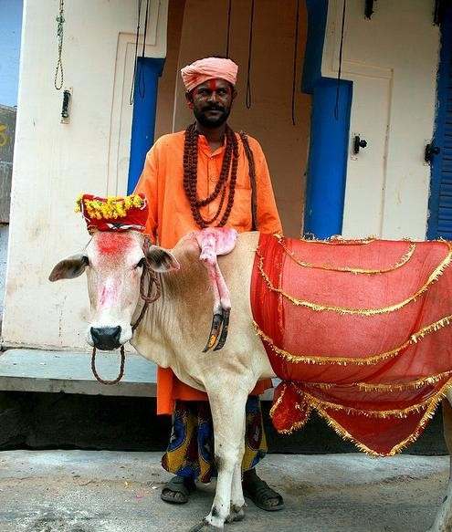盤點動物糞便的奇妙用途