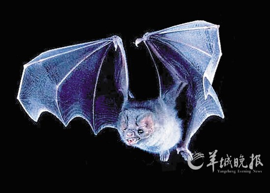 盤點(diǎn)動(dòng)物糞便的奇妙用途