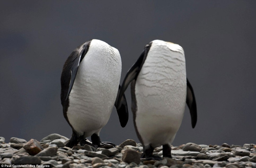 攝影師拍“無頭企鵝” 樂得差點沒拿穩相機(圖)