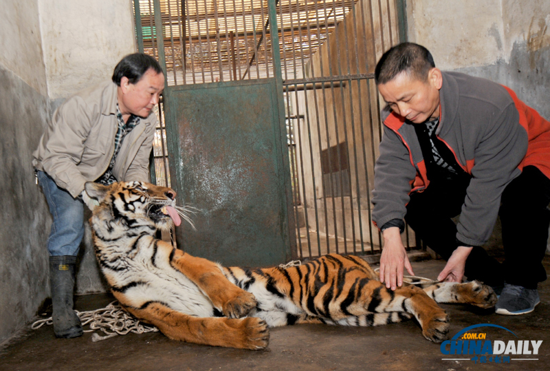 成都動物園猛獸搬家 麻醉后吐舌“賣萌”
