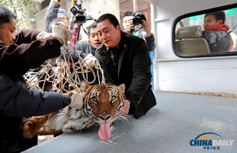 成都動物園猛獸搬家 麻醉后吐舌“賣萌”