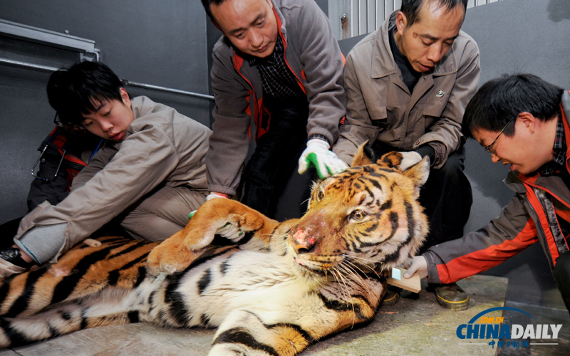 成都動物園猛獸搬家 麻醉后吐舌“賣萌”