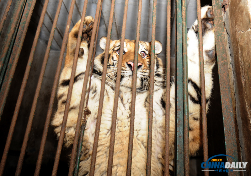 成都動(dòng)物園猛獸搬家 麻醉后吐舌“賣萌”