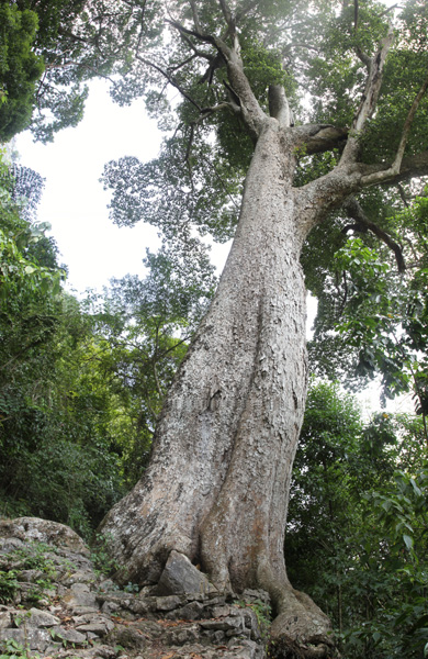 美麗的弄崗 物種的天堂