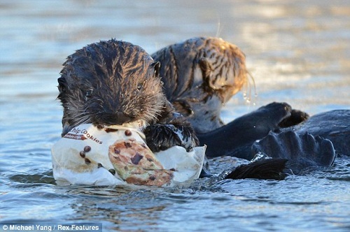 小海獺欲吃塑料紙 海獺媽媽護(hù)子心切忙搶下(圖)
