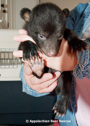 3只幼熊被遺棄路邊 模樣可愛遭誤認寵物豬