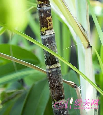 養生：春季飲食 菠蘿香蕉這五種水果要少吃【圖】