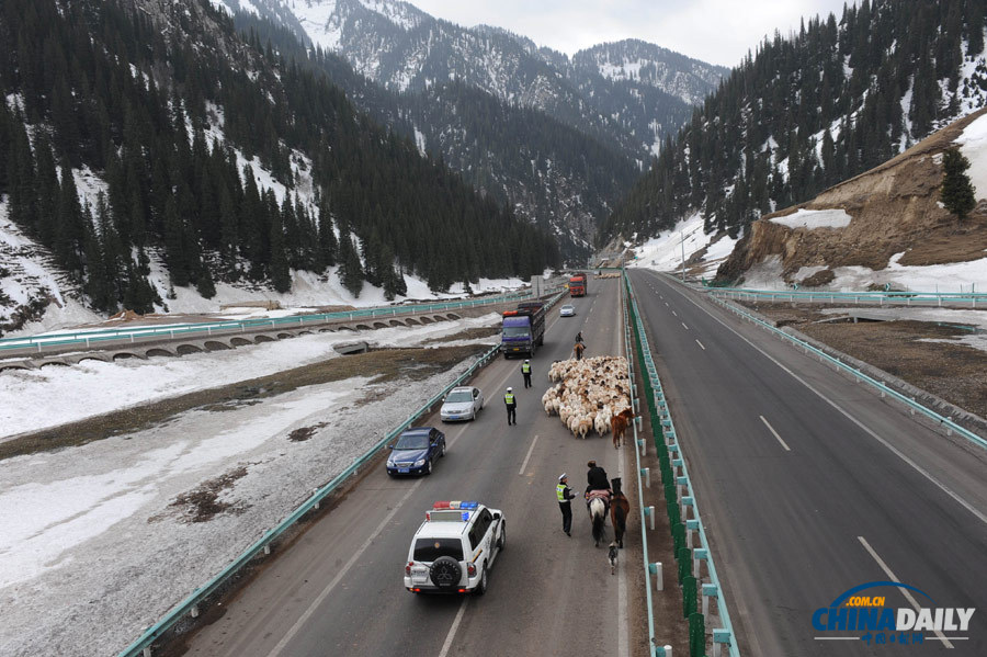 新疆：羊群轉場高速公路成“牧道”