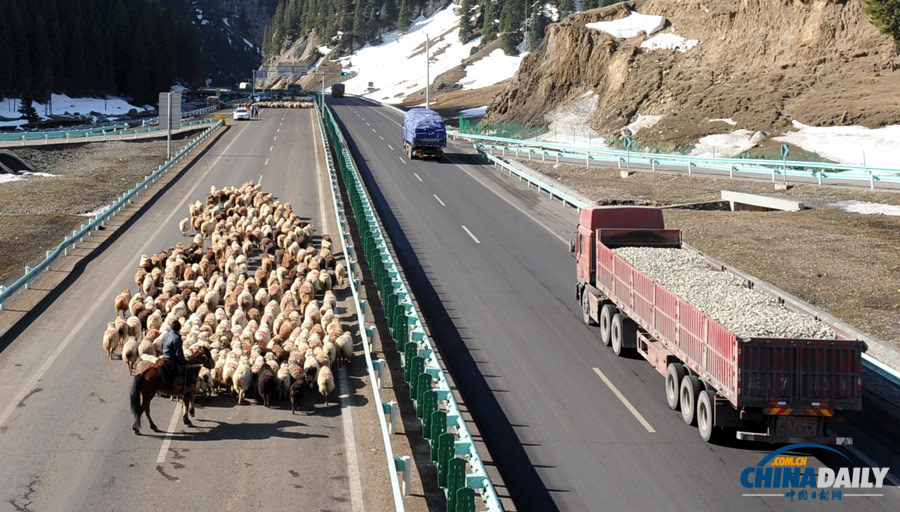 新疆：羊群轉(zhuǎn)場(chǎng)高速公路成“牧道”