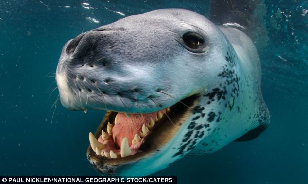 殘酷的溫柔？南極海豹獵殺企鵝向人類示好(組圖)