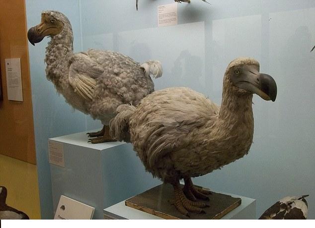 科學家有望復活24種滅絕動物 