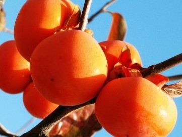 吐血推薦：營養師最愛的食物