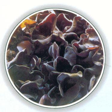 吐血推薦：營養師最愛的食物