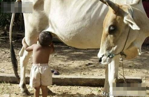 這是只有印度才能見到的奇景