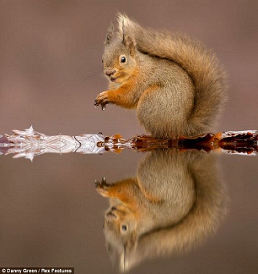 有趣!可愛紅松鼠水邊“對影自憐”(組圖)