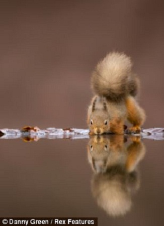 有趣!可愛紅松鼠水邊“對影自憐”(組圖)