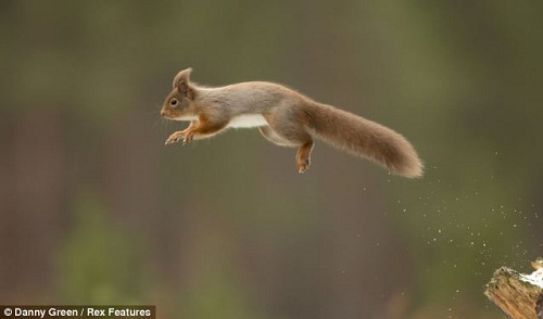 有趣!可愛紅松鼠水邊“對影自憐”(組圖)