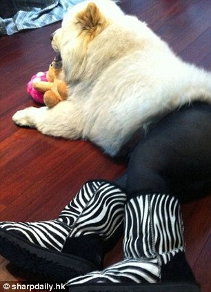 中國狗狗秀性感絲襪照引英媒關注