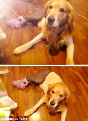 中國狗狗秀性感絲襪照引英媒關(guān)注