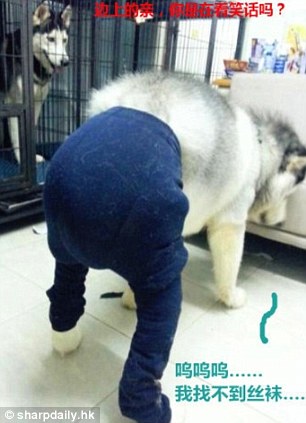 中國狗狗秀性感絲襪照引英媒關注