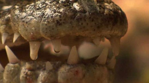 泰國人家養“看門鱷”防賊 15年無小偷光顧(圖)