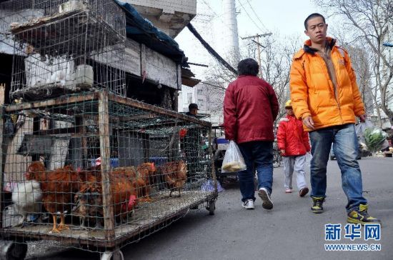 病前一周接觸過禽類者為感染H7N9高危人群