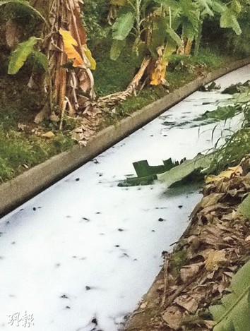 港驚現“牛奶河” 農民稱每月會排“奶”一次(圖)