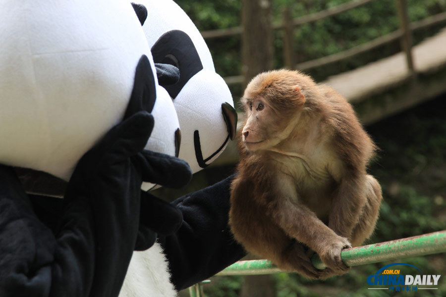 “大熊貓”峨眉山巧遇“靈猴”
